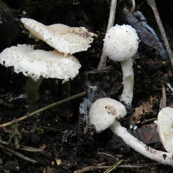 Genre Cystolepiota