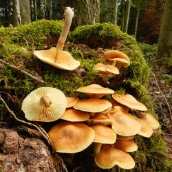 Genre Gymnopilus