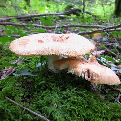 Genre Russula