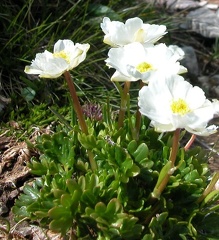 Ranunculus alpestris
