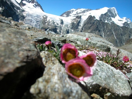 Ranunculus glacialis