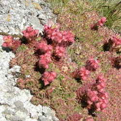 Sempervivum