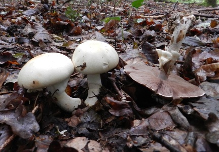  70 agaricus silvicola