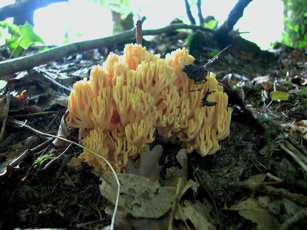  76 ramaria largentii