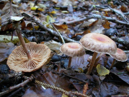 Collybia peronata