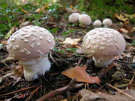  94 lycoperdon mammiforme