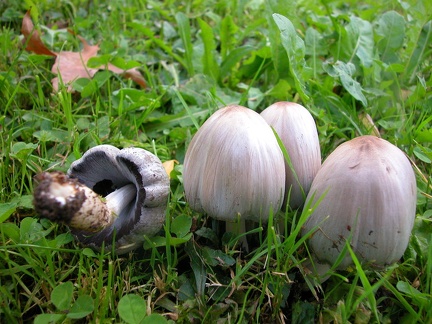  95 coprinus atramentarius