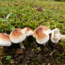 Genre Lepiota