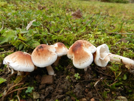 Lepiota ventriosospora