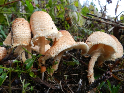 Lepiota ventriosospora