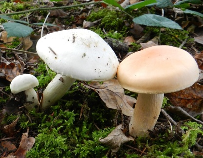 Hygrophorus pudorinus plus var. pallens
