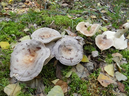 Lactarius trivialis et helodes