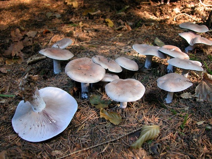 Lepista nuda