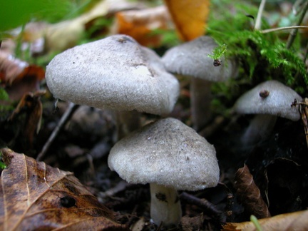 Tricholoma myomyces