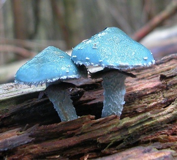  128 stropharia aeruginosa