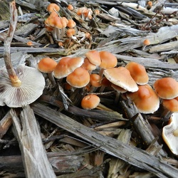 Genre Hypholoma
