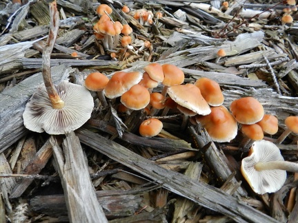  131 hypholoma marginatum