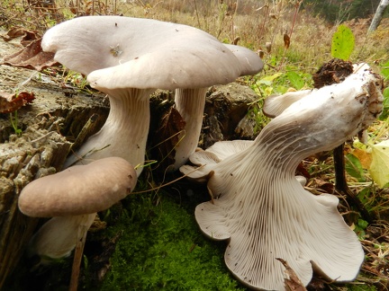  134 pleurotus ostreatus