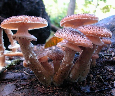  armillaria ostoyae 01
