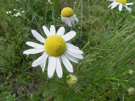 Matricaria inodora