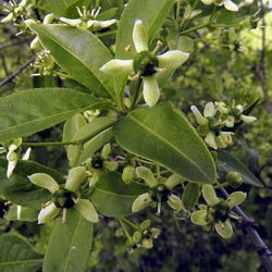 Euonymus