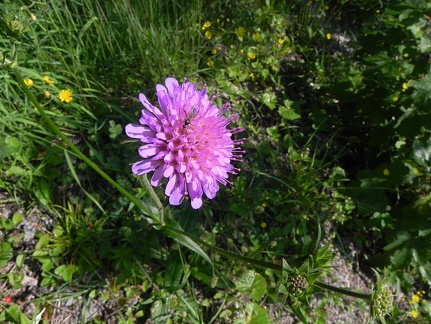 Knautia silvatica