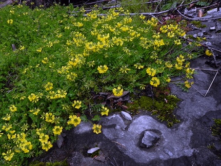 Hippocrepis comosa