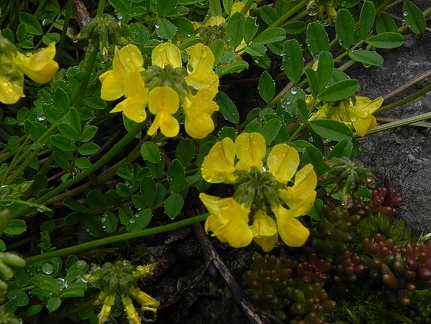 Hippocrepis comosa