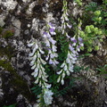 Vicia silvatica
