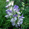 Vicia silvatica