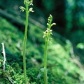 Corallorhiza trifida Thorens-gl: Pierre taillée  2:6:78 -D:Jordan