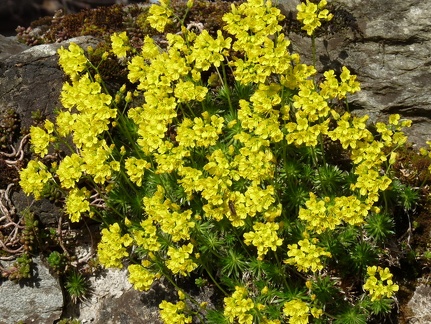 Draba aizoides cult: a lully-30:03:11