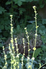 Draba muralis, cult: a Lully-16:04:2014