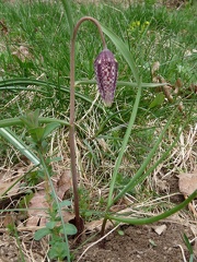 Fritillaria meleagris (introduit),col de ludran-Viuz en S:-09:04:2012 (2)