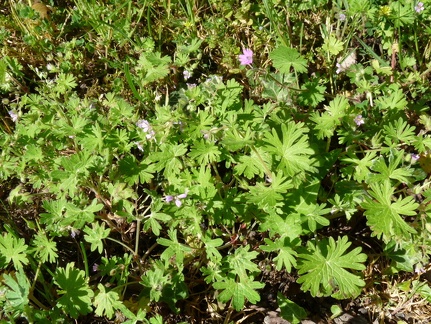 geranium pusillum, Lully-17:05:11: (2)