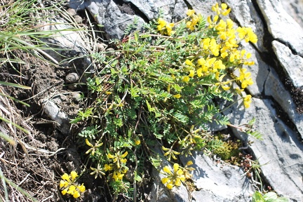 Hipocrepis comosa- montriond,a 1650m:07:06:2013
