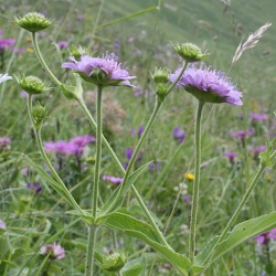 Knautia (nouveau)