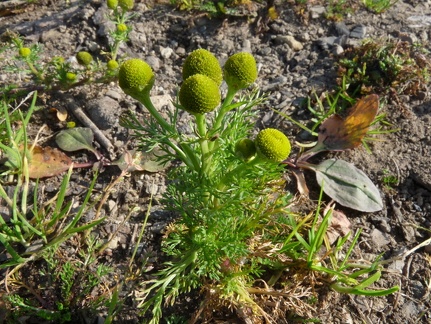 Matricaria discoidea, les Moises, Draillant-23:10:2012 (2)