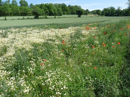 Matricaria chamomilla-et Papaver -Savigny DJ:05:06:09: