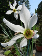 Narcissus angutifolius de novel cult: a lully-26:04:11 (2)