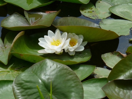 Nymphea alba-lac du mole-13:06:11: