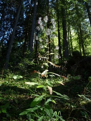 Prenanthes purpurea-Bellevaux-DJ:30:08:09:
