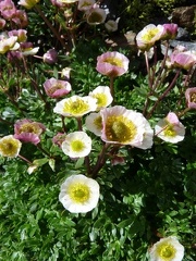 ranunculus glacialis ,moraine sous ref: albet 1er-2600m:-13:08:10: (2)