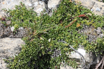 Salix serpyllifolia, Aravis-combe de la balme,a 2500m:-13:08:2012