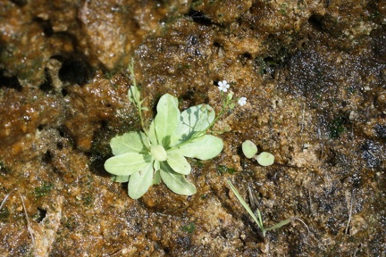 Samolus valerandi, pont de bassy-28:09:2012 (3)