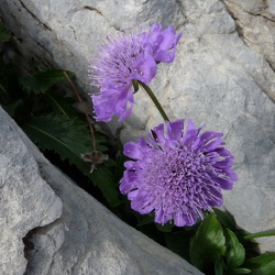 Scabiosa (nouveau)