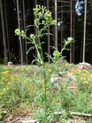 Senecio sylvaticus-Fessy,vers les ruppes-DJ:15:07:09:
