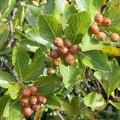 Sorbus chamaemespilus, ch: de Lens-Abondance-21:09:2013