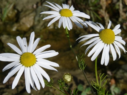 Tripleurospermum perforatum- Arbusigny 06:10:10: (2)