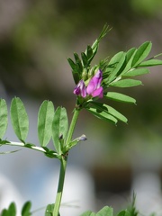 Vicia angustifolia , Lully 30:04:11